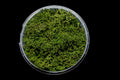 Gatehouse Gaming - Green Hedge Basing Material