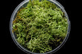 Gatehouse Gaming - Ghoulish Hedge Basing Material