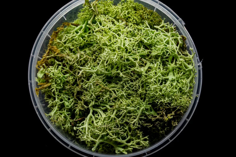 Gatehouse Gaming - Ghoulish Hedge Basing Material
