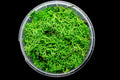 Gatehouse Gaming - Enchanted Hedge Basing Material