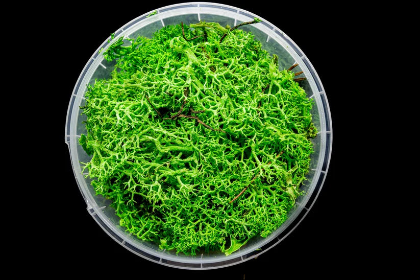 Gatehouse Gaming - Enchanted Hedge Basing Material